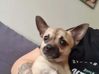 Chihuahua dogs chihuahua puppy - Advert 2