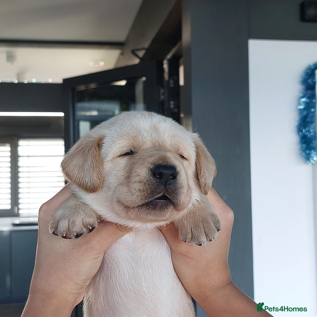 Labrador Retriever dogs for sale: Coco’s Labrador Puppies Seeking Loving Homes - Advert 28