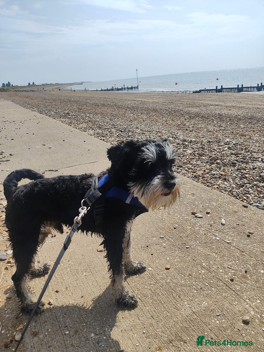 Schnoodle dogs for sale: Schnoodle puppies 3 available from a litter of 5 - Advert 3