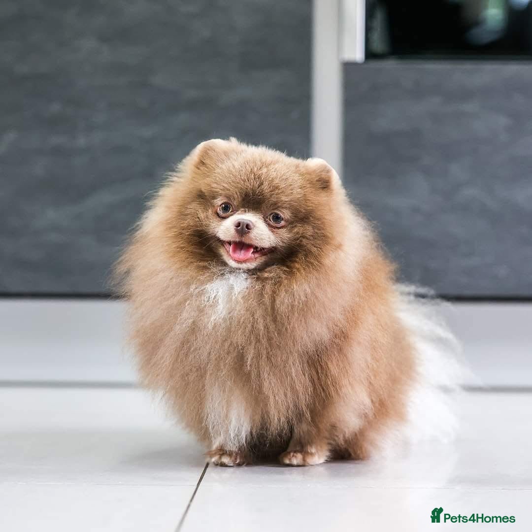 Pomeranian dogs for sale: Stunning Teddy Bear Pomeranians  - Image 6