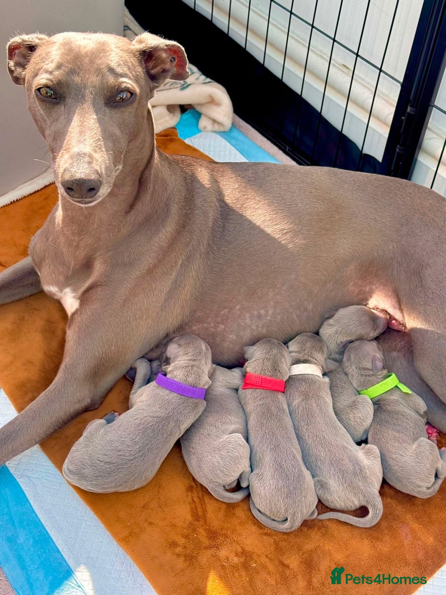 Whippet dogs Beautiful KC Registered Blue Whippet Puppies - Advert 1