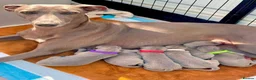 Whippet dogs for sale: Beautiful KC Registered Blue Whippet Puppies - Advert 1