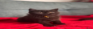 Mittens
