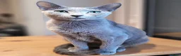 Russian Blue cats for sale: Pure Russian Blue kittens for sale 💙  - Advert 2