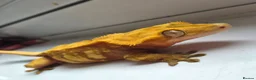Gecko reptiles for sale: Adult female Crested Gexko  - Advert 1