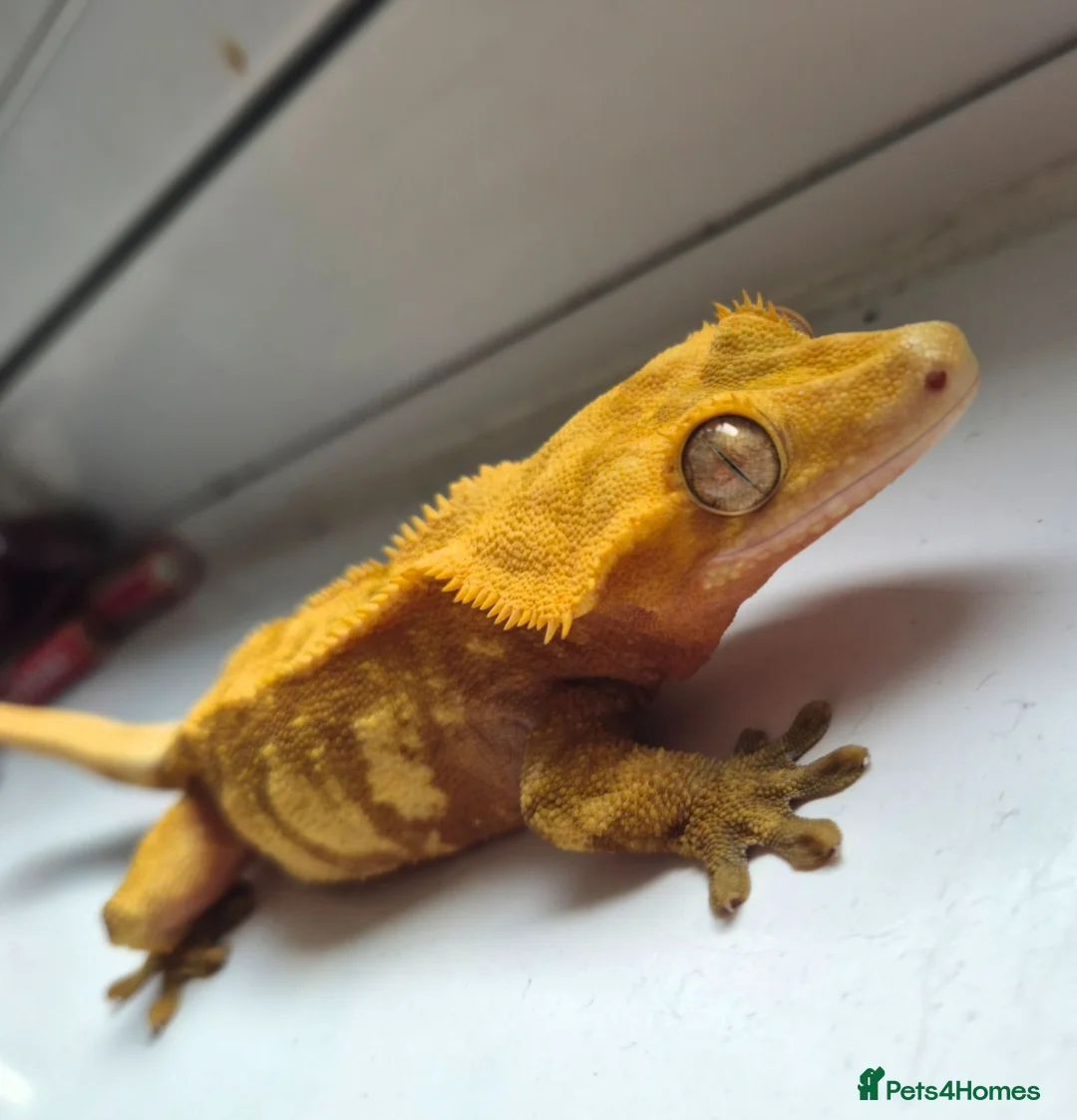 Gecko reptiles for sale: Adult female Crested Gexko  - Advert 1