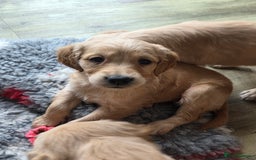 Golden Retriever dogs for sale: 🧡Beautiful Red Working golden retriever puppies🧡 - Image 14