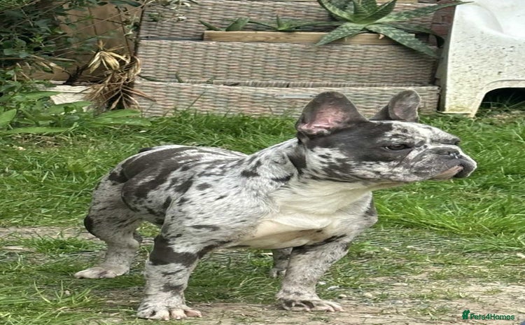French Bulldog dogs - Advert 6