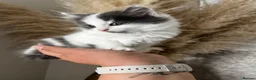 Mixed Breed cats for sale: Adorable fluffy kittens  - Advert 3