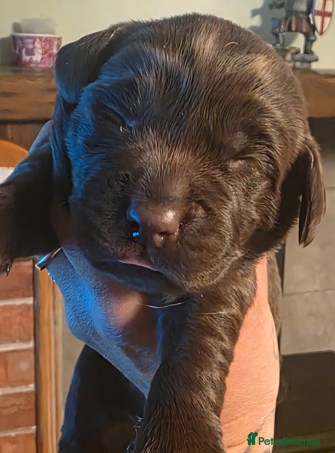 Cockerdor dogs for sale: Chocolate F1 cockerdor puppies  - Advert 22