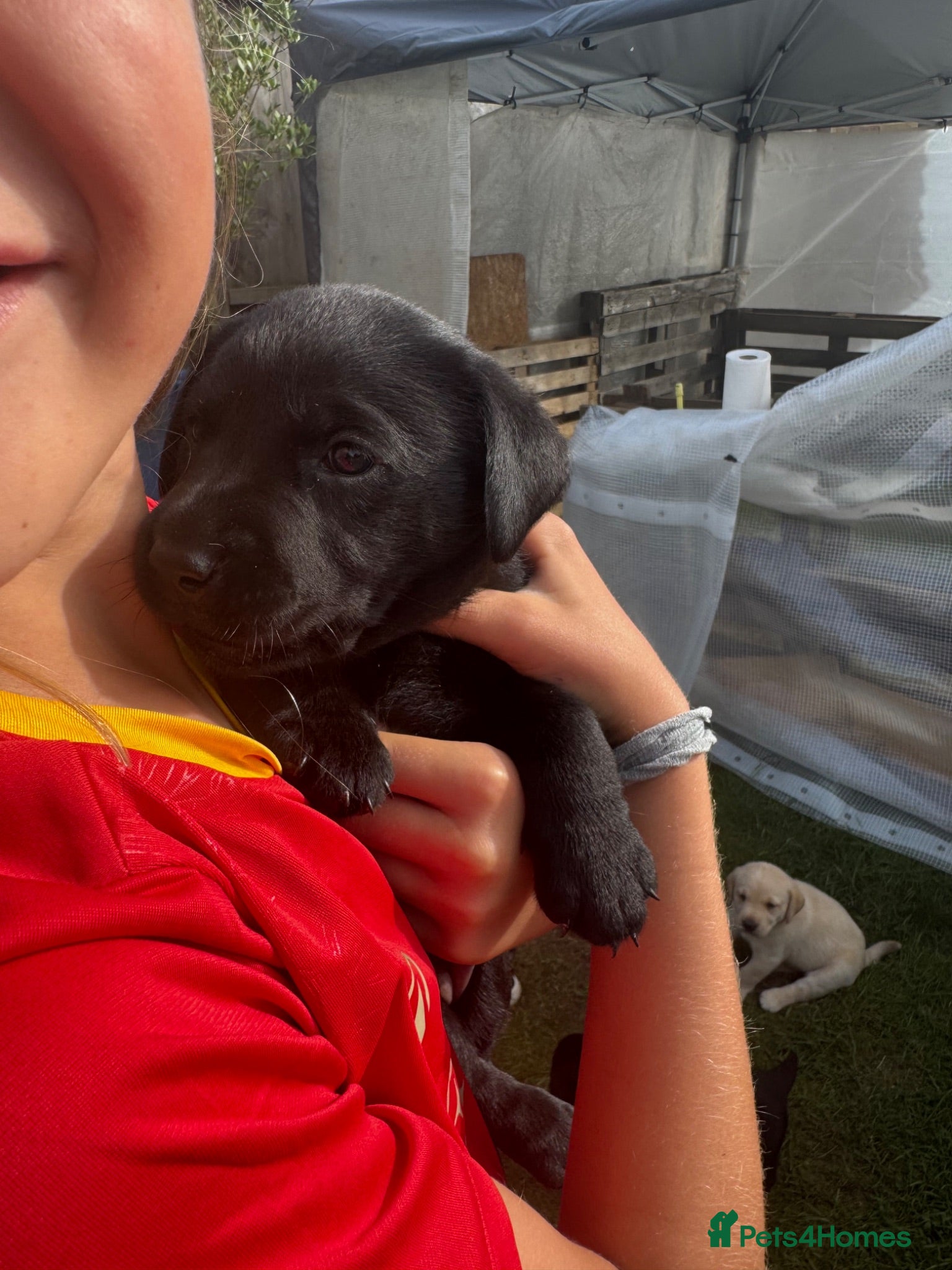 Labrador Retriever dogs LAST BEAUTIFUL GIRL ready 11 July! Excellent Labs - Advert 1