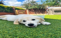 Golden Retriever dogs for sale: Stunning Litter of Golden Retrievers! in Lydbury North - Image 40