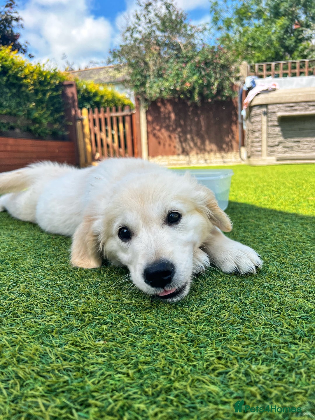 Golden Retriever dogs for sale: Stunning Litter of Golden Retrievers! in Lydbury North - Image 40