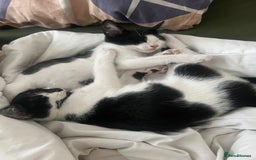 Mixed Breed cats for sale: Last 2 adorable kittens need homes! - Image 1