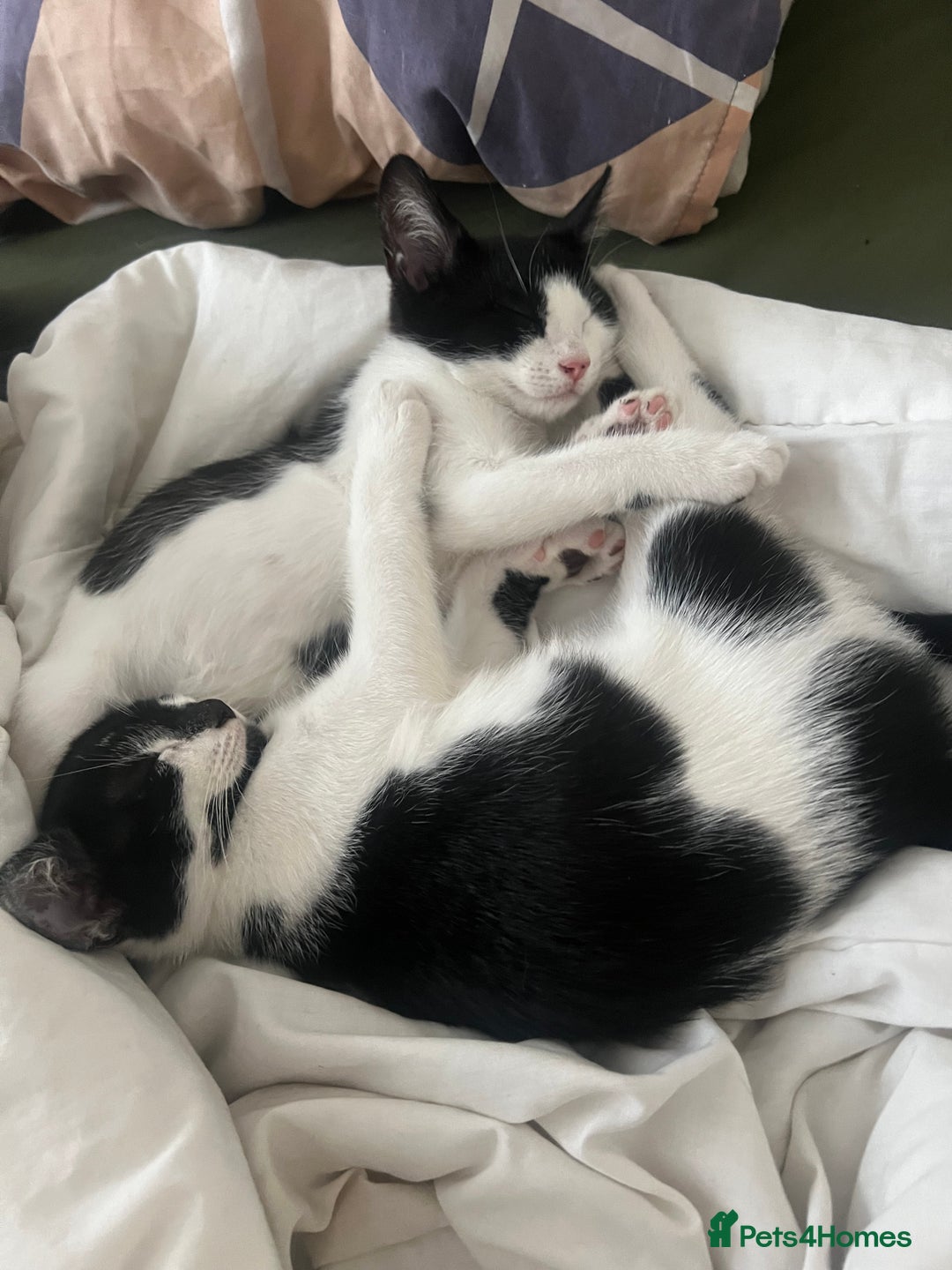 Mixed Breed cats for sale: Last 2 adorable kittens need homes! - Image 1