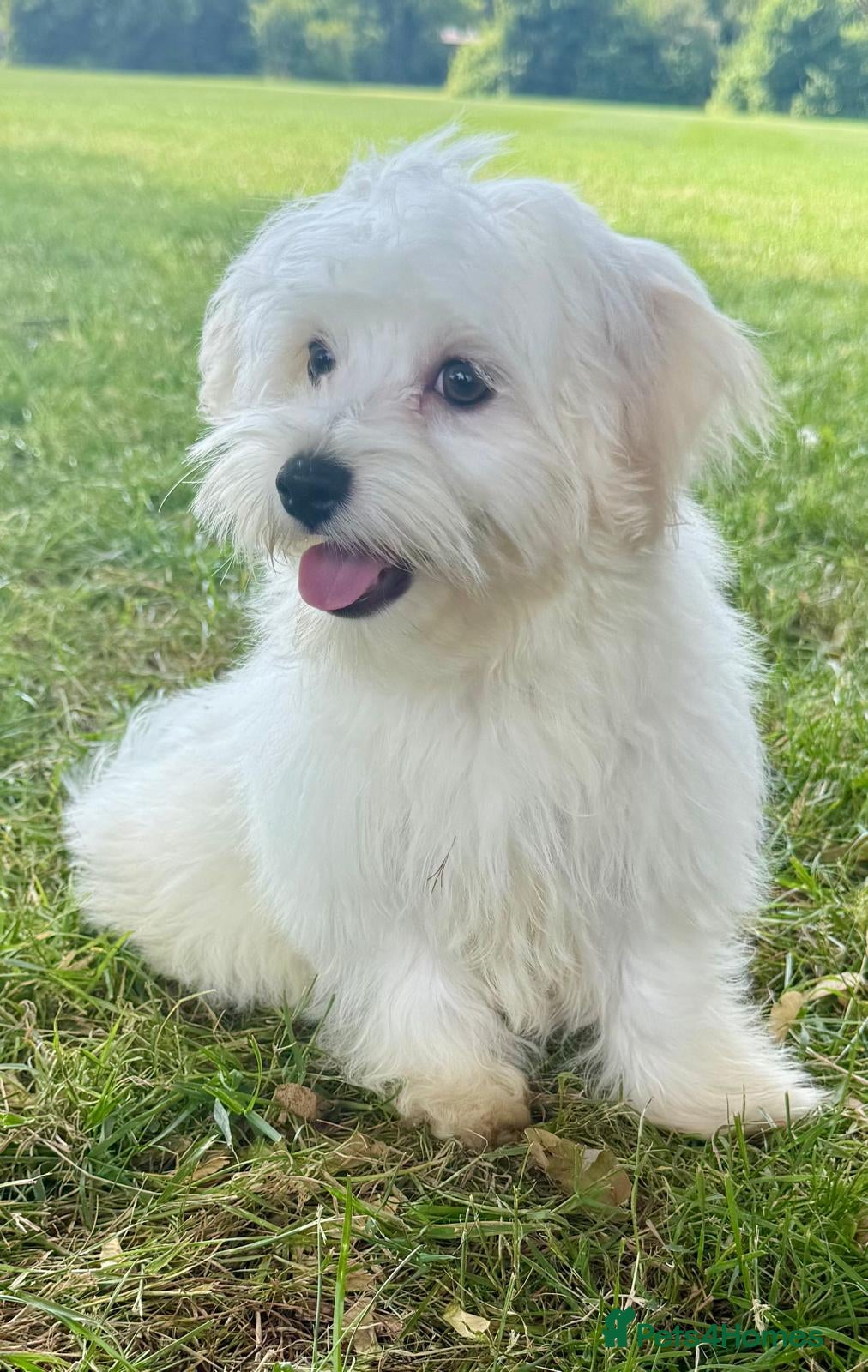 Maltipoo dogs Quality F1 Maltipoo puppies ready to leave! - Advert 10