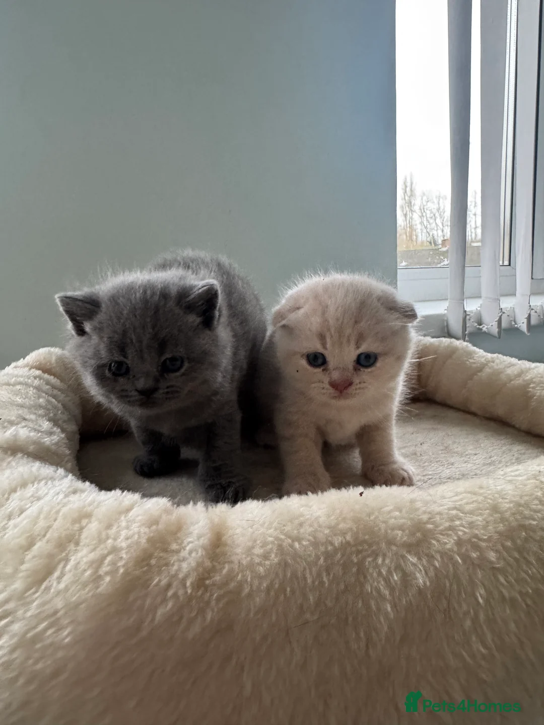 Scottish Fold cats for sale: Gorgeous pure breed kittens  - Advert 15