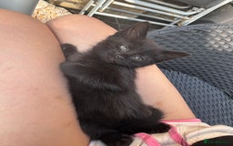 Mixed Breed cats for sale: black and tabby kittens looking for new home  - Image 3