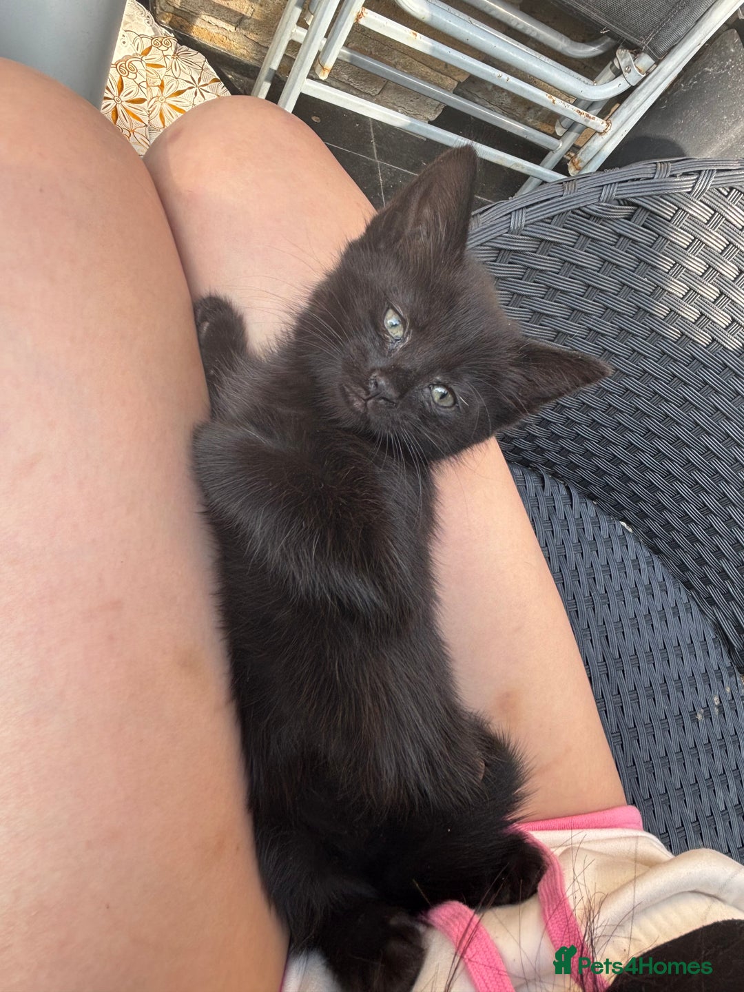 Mixed Breed cats for sale: black and tabby kittens looking for new home  - Image 3