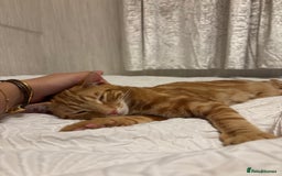 Mixed Breed cats for sale: Mixed breed ginger cat - Image 3