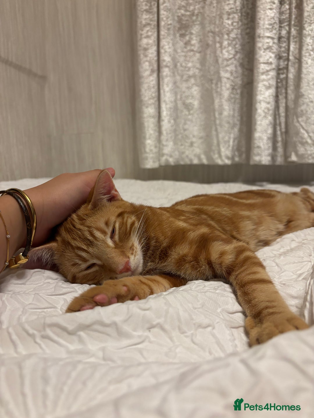 Mixed Breed cats for sale: Mixed breed ginger cat - Image 3