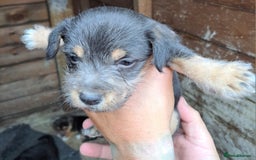 Patterjack dogs for sale: Patterjack pups - Image 4