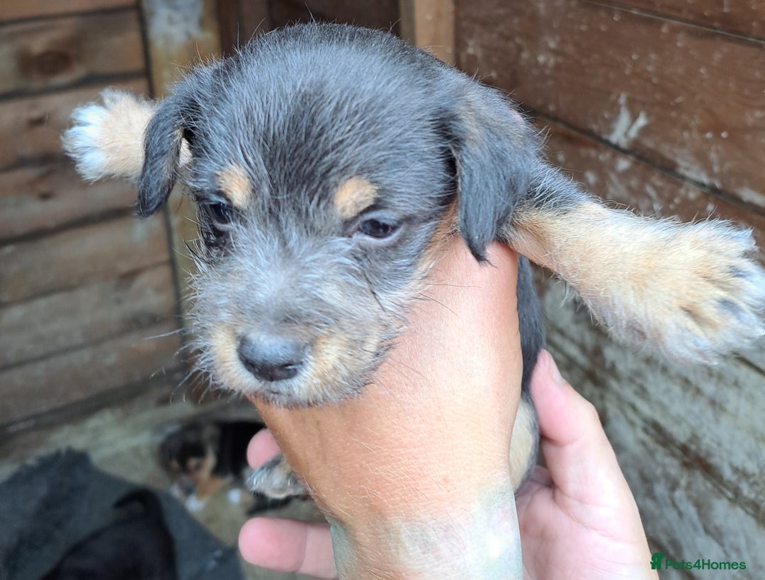 Patterjack dogs for sale: Patterjack pups - Image 4