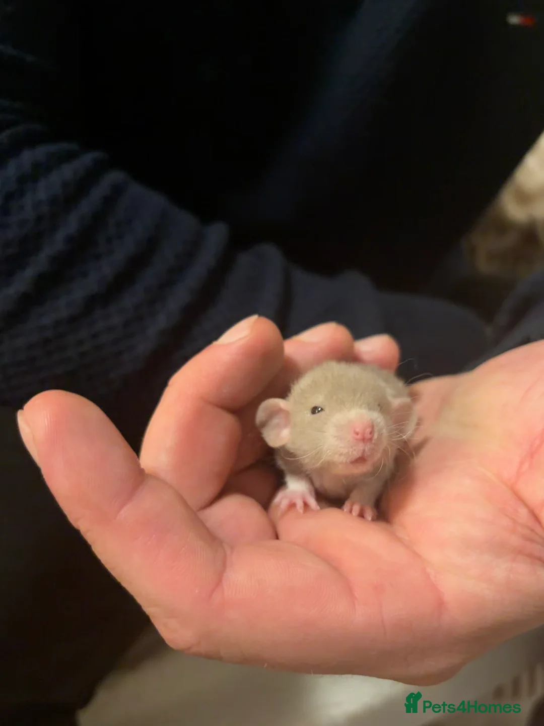 Rat rodents for sale: Baby rats looking for loving homes  - Advert 14