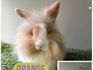 Lionhead rabbits Beautiful double mained lionheads ready soon - Advert 11