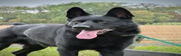 German Shepherd dogs for sale: German shepherd by Vom Geolupa Kennels  - Advert 26