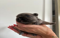 French Bulldog dogs for sale: Fluffy French Bulldog Puppies FOR SALE -  - Image 15