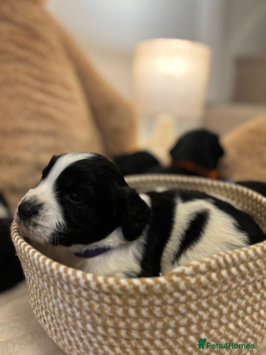 Mixed Breed dogs for sale: Cocker Sproodle Puppies ready 16/12 - Advert 16