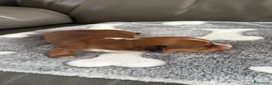Dachshund 3