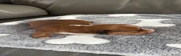 Dachshund dogs for sale: Dachshund pups  in Middlewich - Advert 4