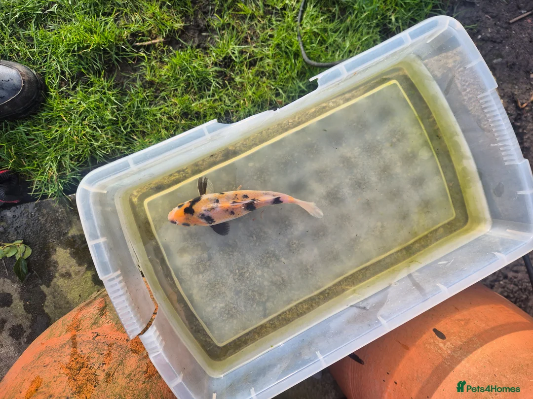 Koi Carp fish for sale: Koi fish in Swadlincote - Advert 2