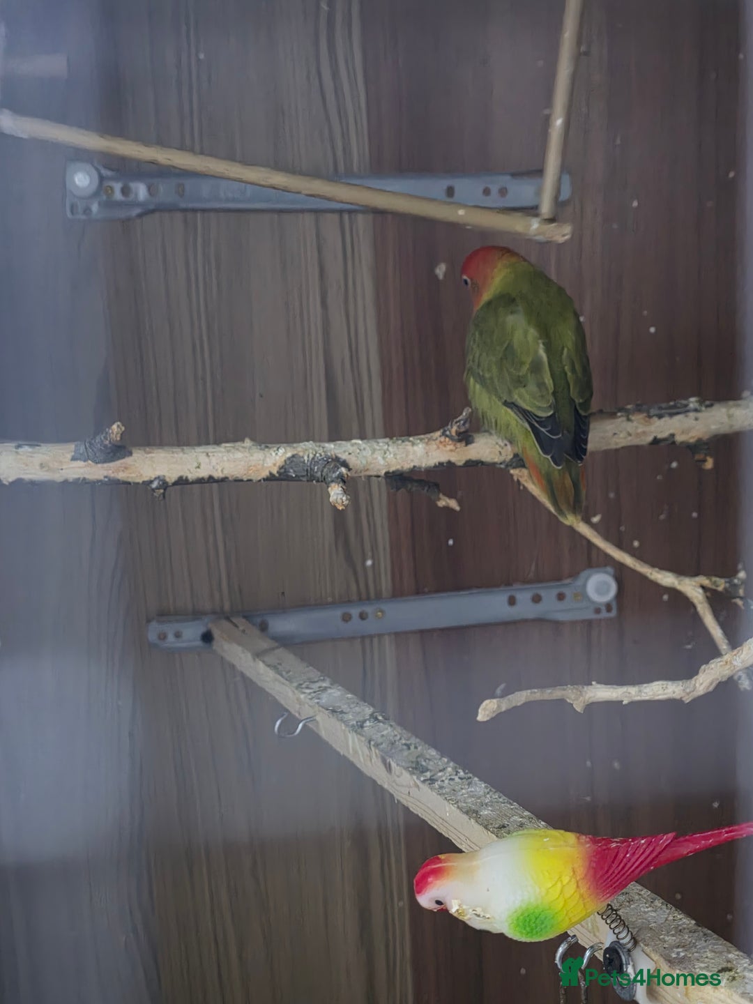 Lovebirds birds for sale: These are Peach-faced (Rosy-faced) Lovebirds - Advert 5