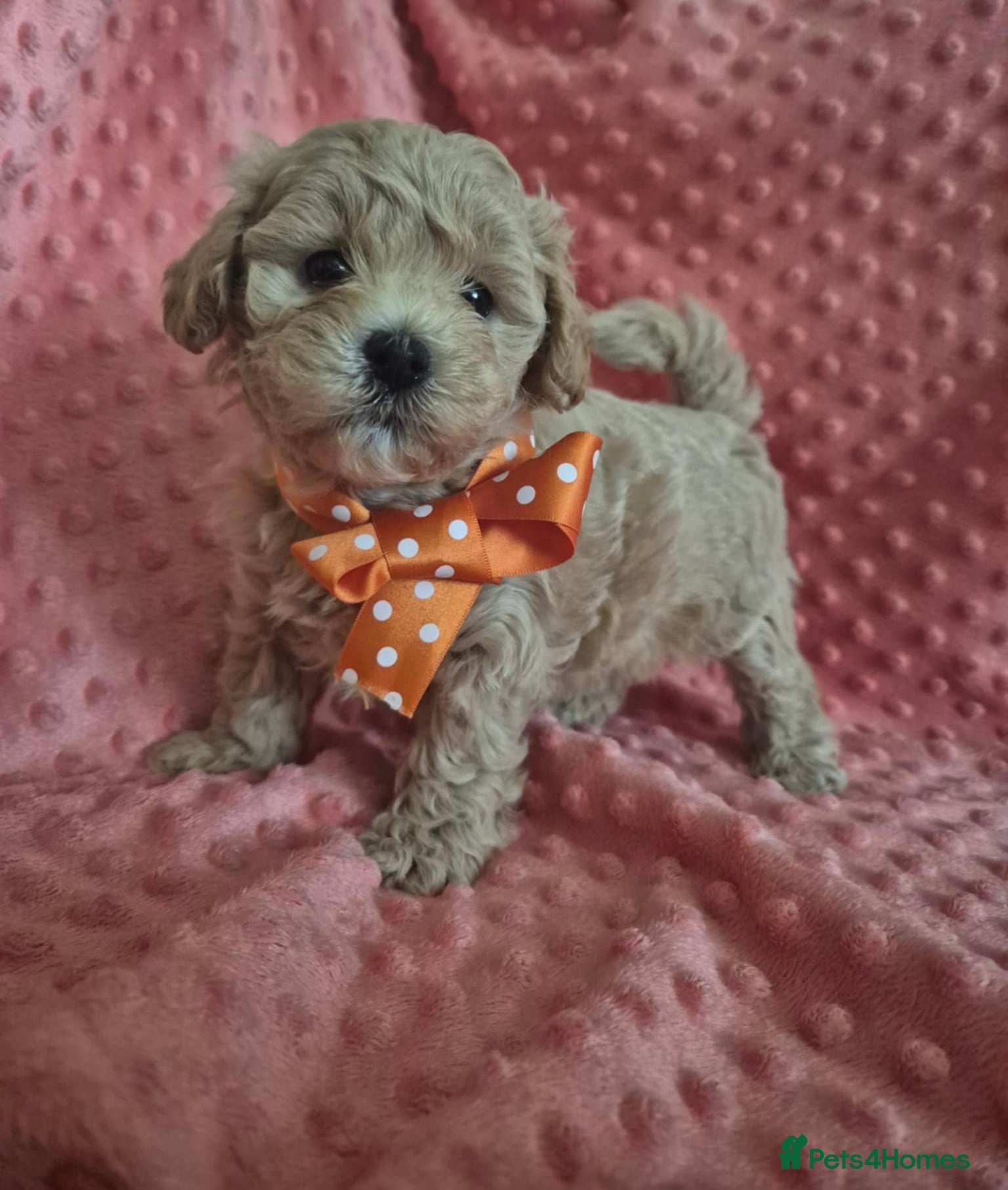 Maltipoo dogs Adorable very small maltipoo puppies 🐶❤️ - Advert 10