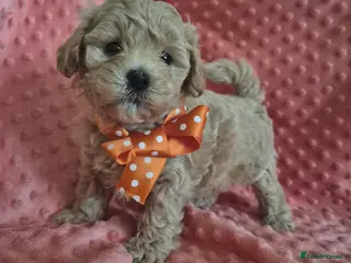 Maltipoo dogs Adorable very small maltipoo puppies 🐶❤️ - Advert 10