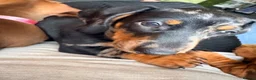 Dachshund dogs for sale: Dachund dapple boy - Advert 3