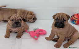 Shar Pei dogs for sale: Shar pei puppies  - Image 5