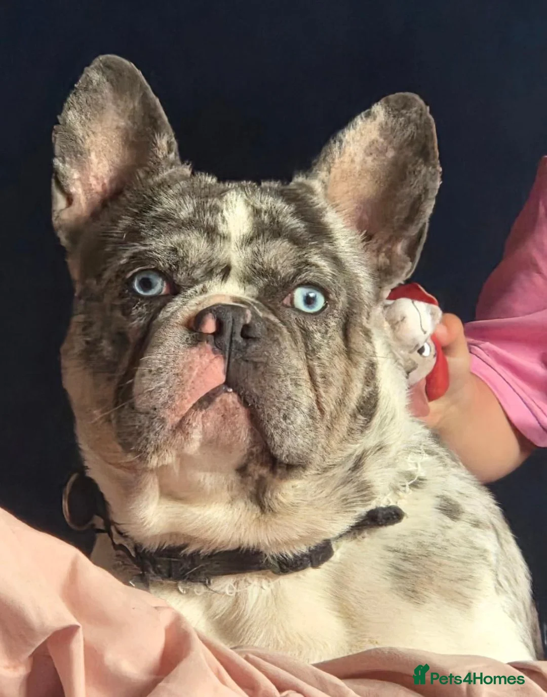 French Bulldog dogs for sale: 1 year old blue eyed frenchie in Deal - Advert 2