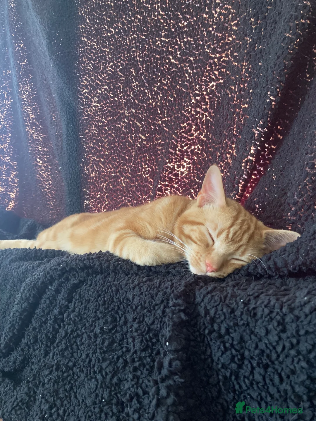 Domestic Shorthair cats for sale: Bean! - Advert 2