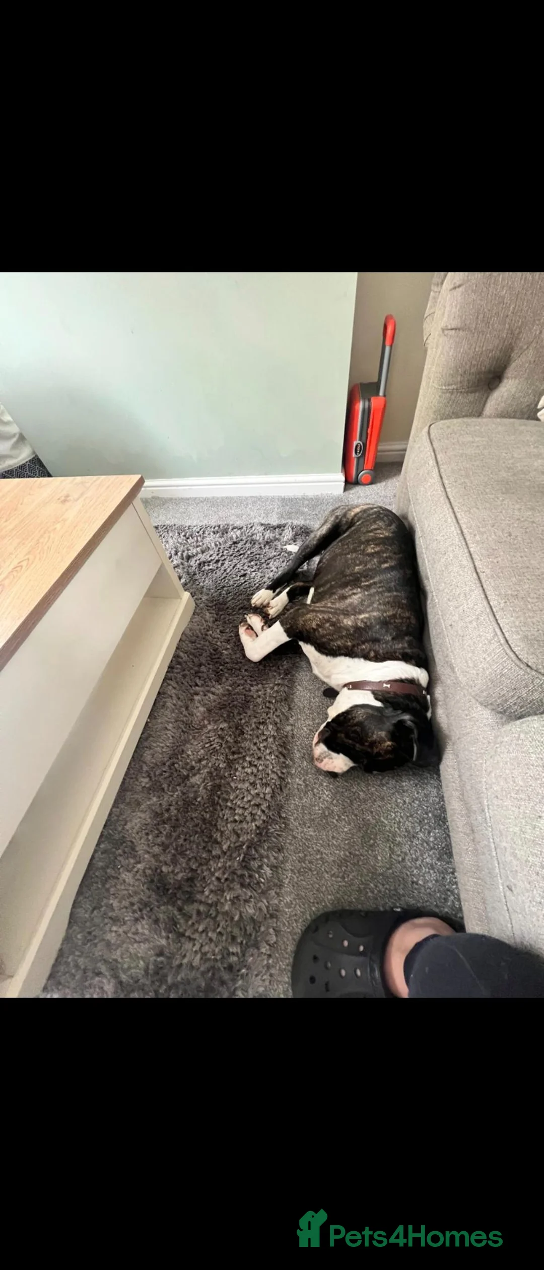 Mixed Breed dogs for sale: MURPHY  - Advert 7
