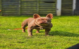 French Bulldog dogs for sale: Beautiful Bronny seeking a dog free home  - Image 1