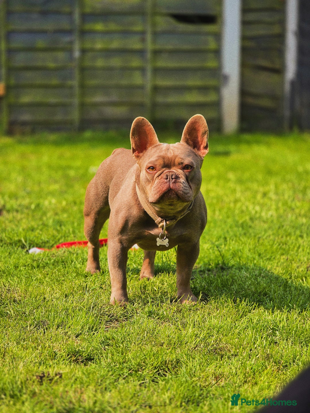French Bulldog dogs for sale: Beautiful Bronny seeking a dog free home  - Image 1