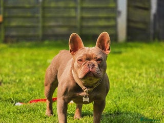 French Bulldog dogs - Advert 5
