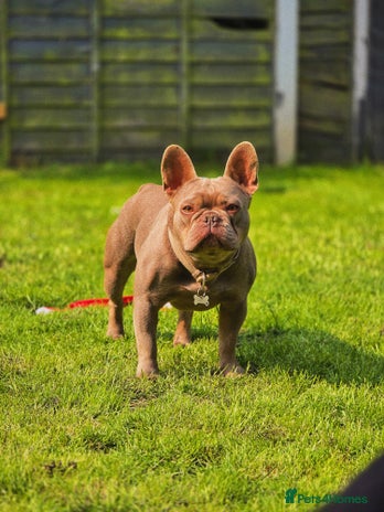 French Bulldog dogs - Advert 2