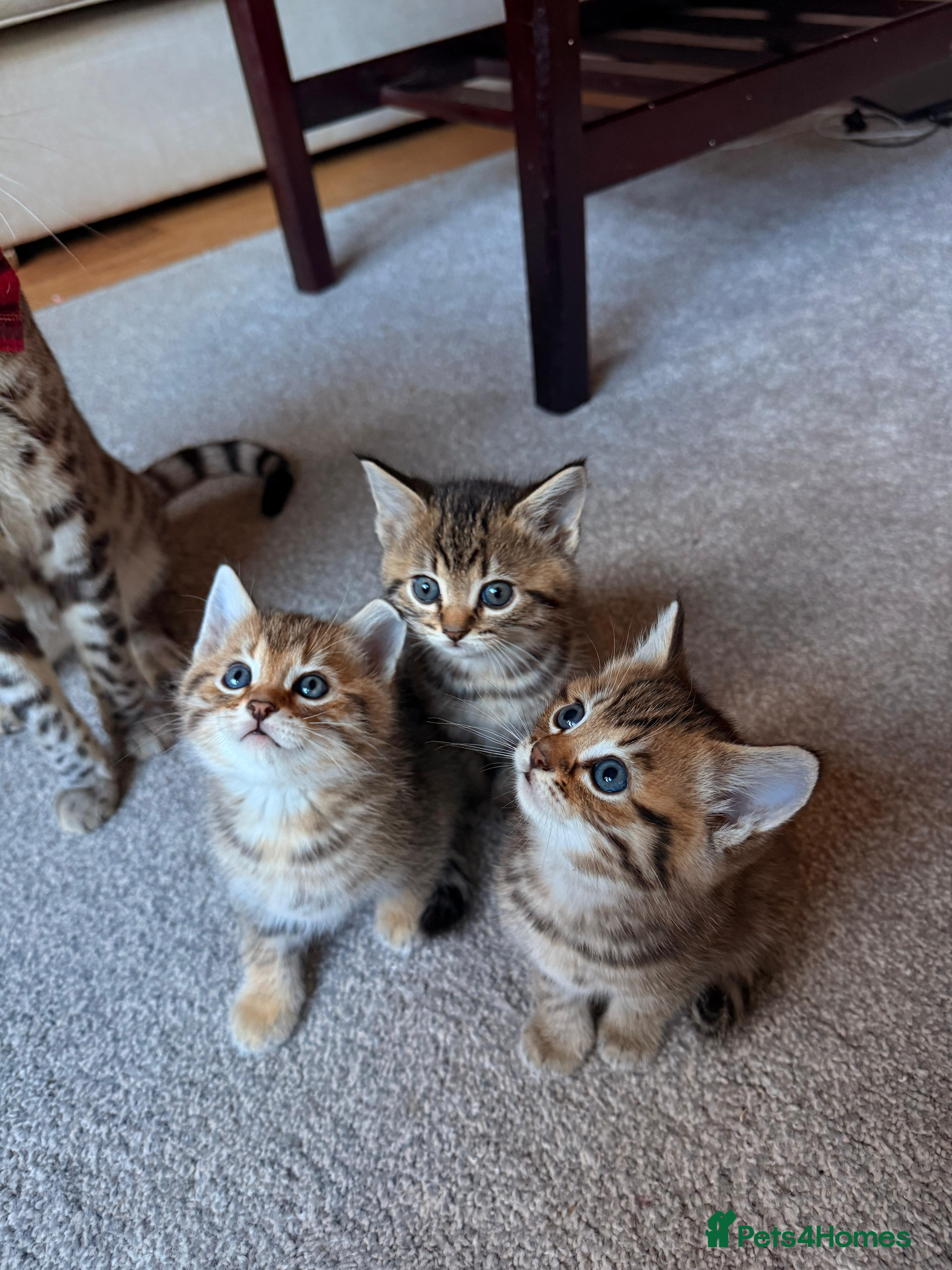 Mixed Breed cats Beautiful Ragdoll Bengal Cross Kittens - Advert 2