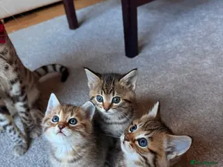 Mixed Breed cats Beautiful Ragdoll Bengal Cross Kittens - Advert 18