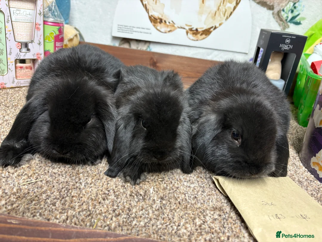 Mini Lop rabbits for sale: 3 x Black Mini lop - Advert 2